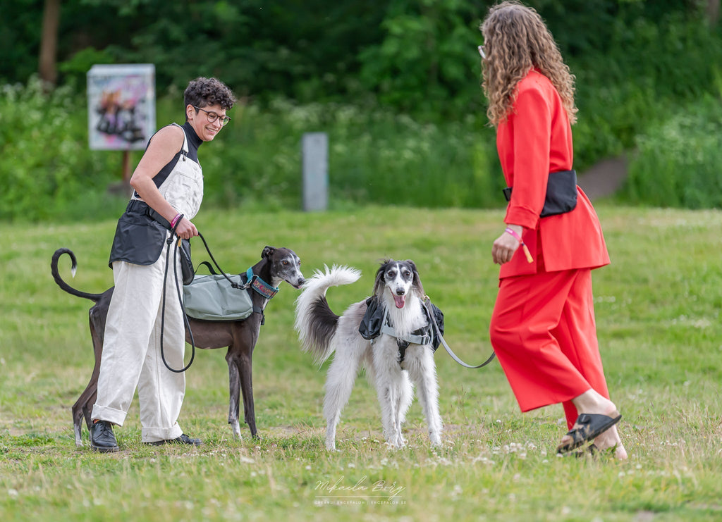 Därför är tuggben så bra för din hund – berikning, stressreducering och naturligt välmående